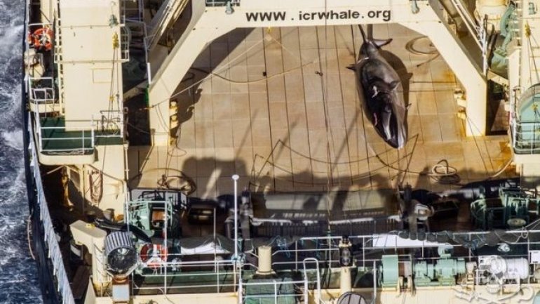 Australia criticizes Japan for whaling off Antarctica