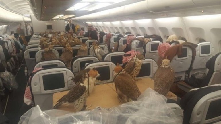 Photo of 80 falcons on board an airliner to Jeddah becomes viral (PHOTO)