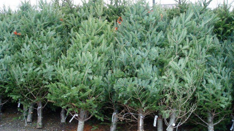 Moldovans urged to collect Christmas trees for recycling 