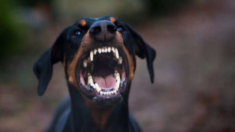 Dog bites mistress' face, after she punished him