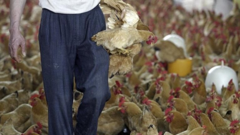 Guangzhou to halt poultry trade for three days during Jan-March