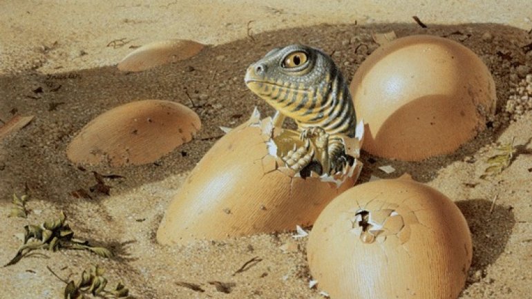 NEW THEORY: Dinosaurs may have gone extinct because it took them too long to hatch