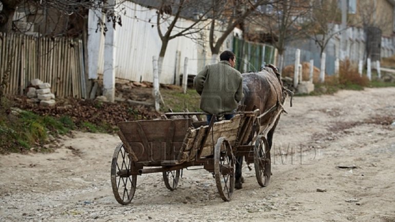 BOUNDLESS CRUELTY. Horse brutally murdered by his owner (PHOTO)