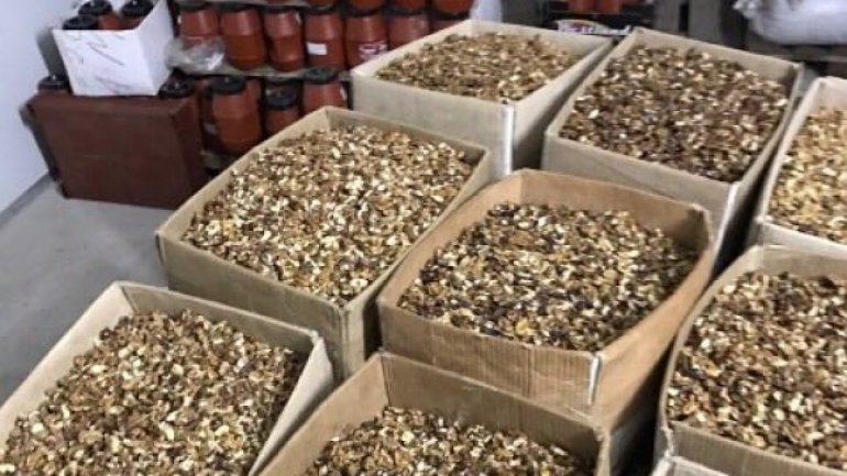 Moldovan law-enforcers catch up nut-kernel smugglers