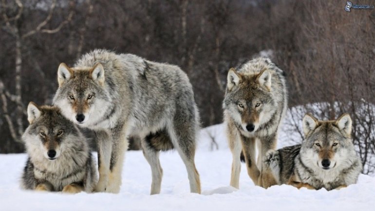 Government of France plans to rise wolf population by nearly 40%