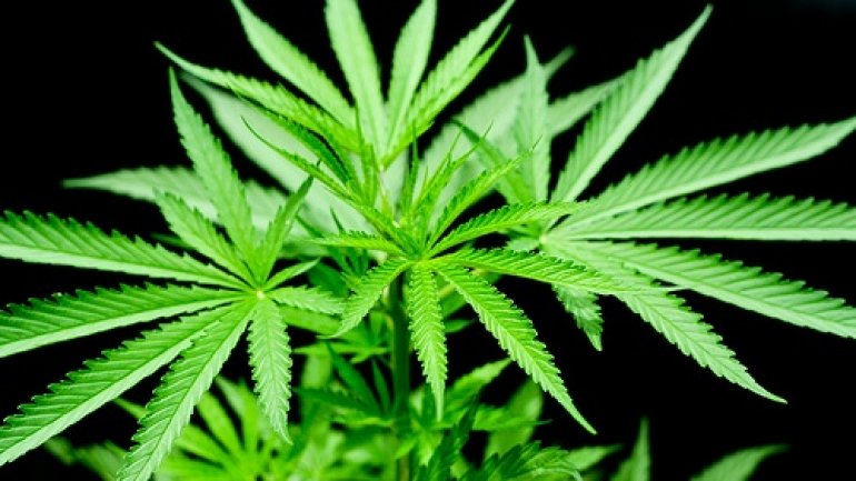 Medical marijuana bill gets full endorsement from German parliament 