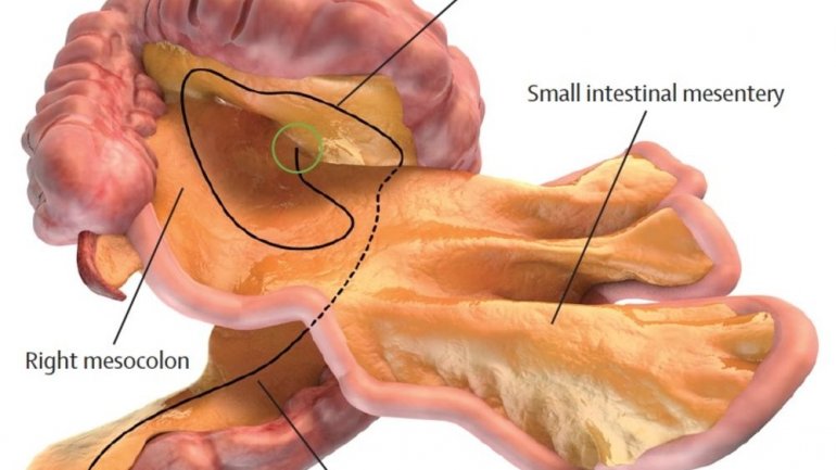 Scientists discover new organ in human body