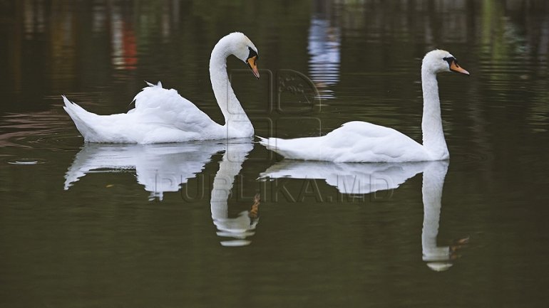 Dniester river, shelter for hundreds of swans 