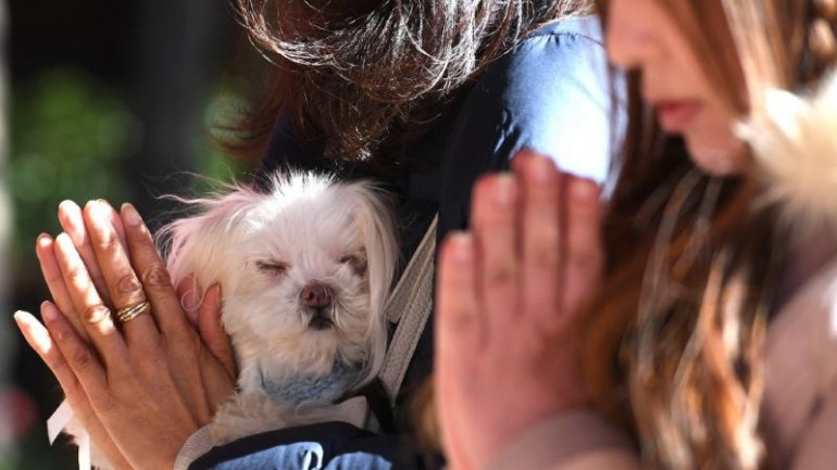 Japanese shrine blesses dogs to have luck in new year