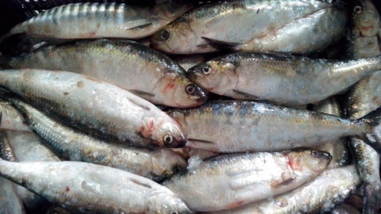 Experts' advice on how to avoid fish poisoning 