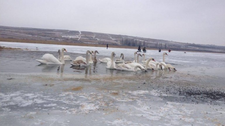 Young people get mobilized on social media to feed guest-swans