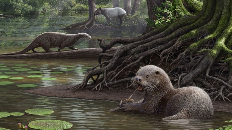 Otters as big as wolves lived once in China