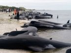 Race to save 100 stranded whales on New Zealand beach (VIDEO)