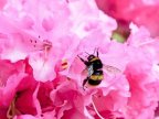 EU criticised over "emergency authorisations" of banned bee-harming pesticides