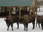 Animals from "Padurea Domneasca" reservation HELPED to get through winter's conditions