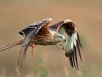 RSPB logged 200 reports of crimes against birds of prey in 2015