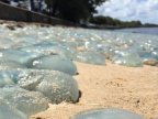 Jellyfish wash up 'like wallpaper' on Australian beach