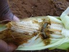 Fall armyworm "threatens African farmers" livelihoods'