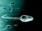 Male contraceptive gel passes monkey test