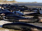 New Zealand whales: Authorities to move 300 carcasses