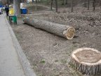 Municipal Enterprise "Green Spaces" starts logging in Chisinau