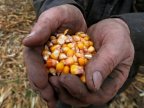 FAO: World food prices hit near two-year high in January 2017