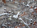 WEATHER FORECAST FOR FOLLOWING DAYS: Overcast sky and rain with sleet