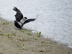 Environmental impact of construction of power plant on Dniester river (VIDEO)