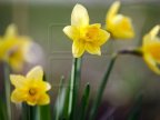 WEATHER FORECAST for first day of spring in Moldova