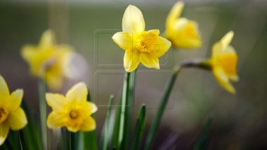 WEATHER FORECAST for first day of spring in Moldova