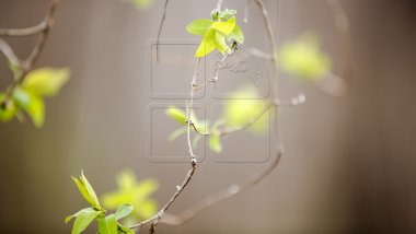 WEATHER FORECAST for coming days in Moldova