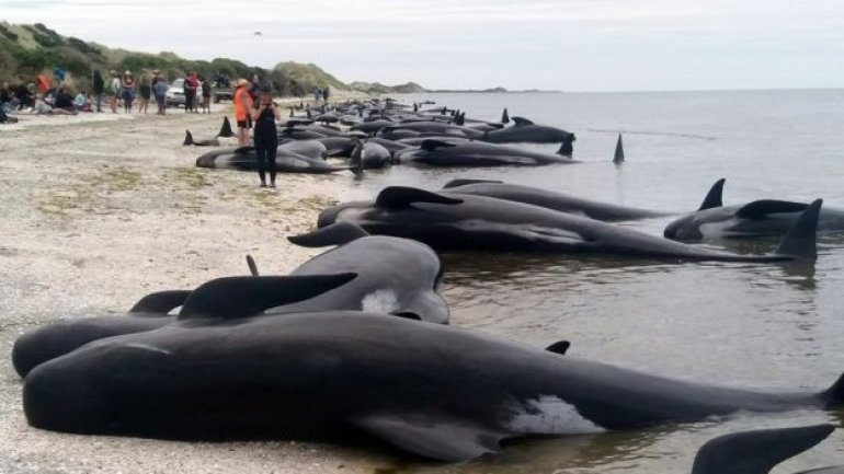 Race to save 100 stranded whales on New Zealand beach (VIDEO)