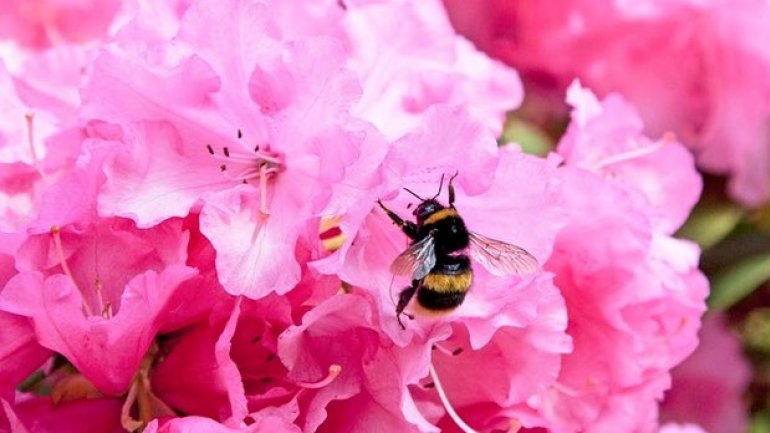 EU criticised over "emergency authorisations" of banned bee-harming pesticides