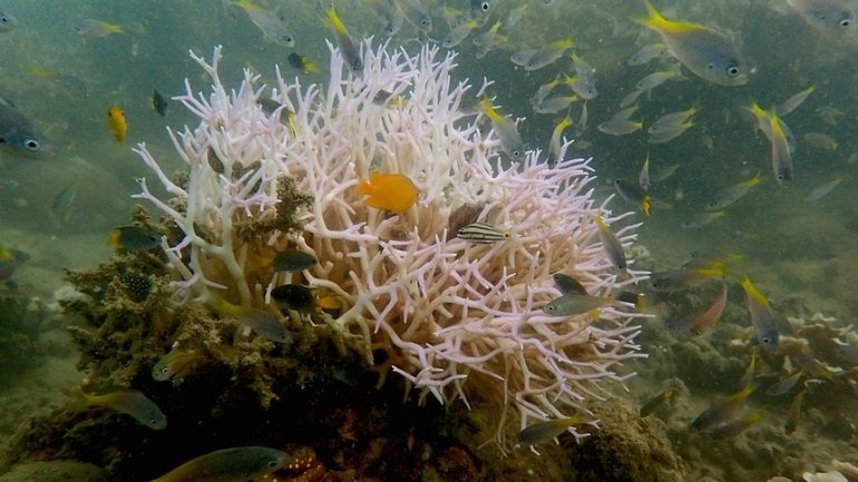 Image of new bleaching on Great Barrier Reef heighten fears of coral death