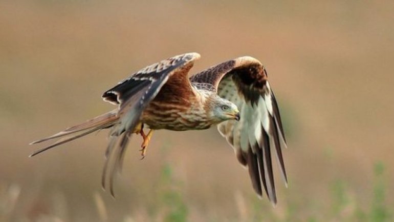 RSPB logged 200 reports of crimes against birds of prey in 2015