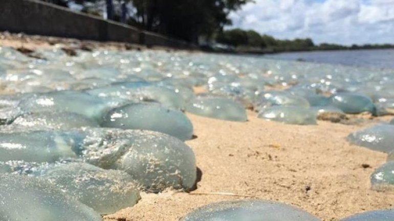 Jellyfish wash up 'like wallpaper' on Australian beach