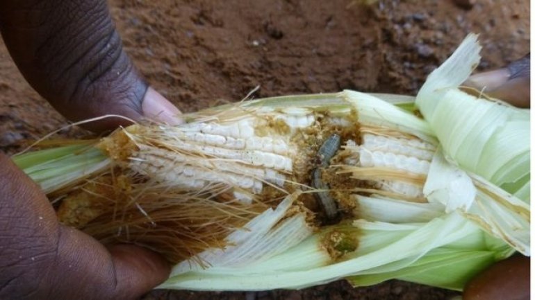 Fall armyworm "threatens African farmers" livelihoods'