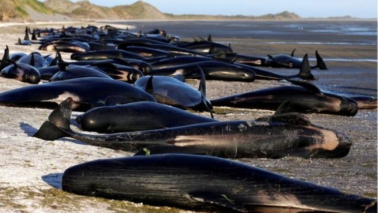 New Zealand whales: Authorities to move 300 carcasses