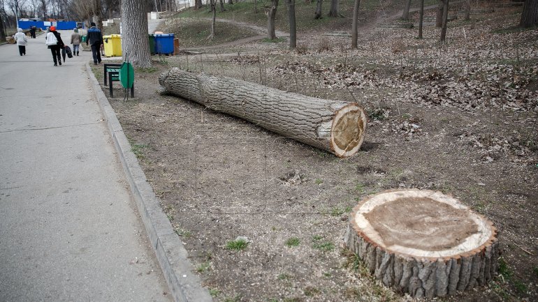 Municipal Enterprise "Green Spaces" starts logging in Chisinau