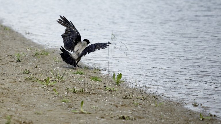 Environmental impact of construction of power plant on Dniester river (VIDEO)