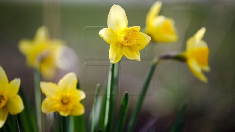 WEATHER FORECAST for first day of spring in Moldova