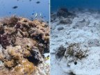 British-owned cruise ship wrecks one of Indonesia’s best coral reefs