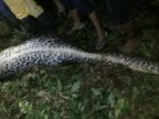 Indonesian man's body found inside python - police