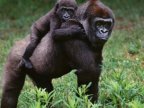 Ebola vaccine shows promise for gorillas and chimps