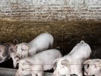 Moldovan village, in quarantine because of swine fever suspicions