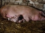 New potential swine fever hotbed in northern Moldova