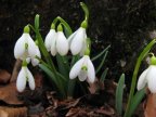 Fines of 2,000 lei imposed for picking and selling snowdrops