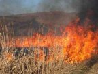 Tens of hectares of Moldovan land with vegetation ablaze