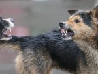 Stray dogs attack 10-year-old girl in south of Moldova