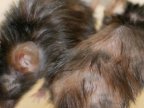 Tests in animals admit possibility of U-turn in ageing